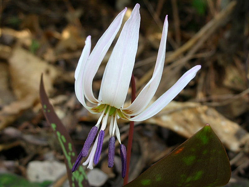 Erythronium dens-canis / Dente di cane